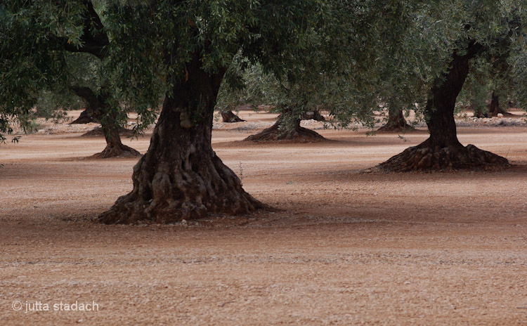 Olivenbäume - Els Ports
